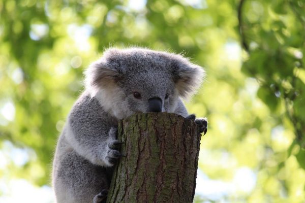 ZOO DEGLI IRWIN