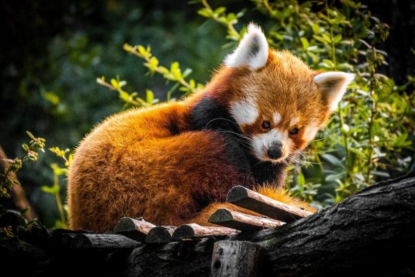PANDA ROSSO