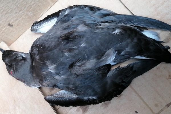 Un salvataggio inaspettato